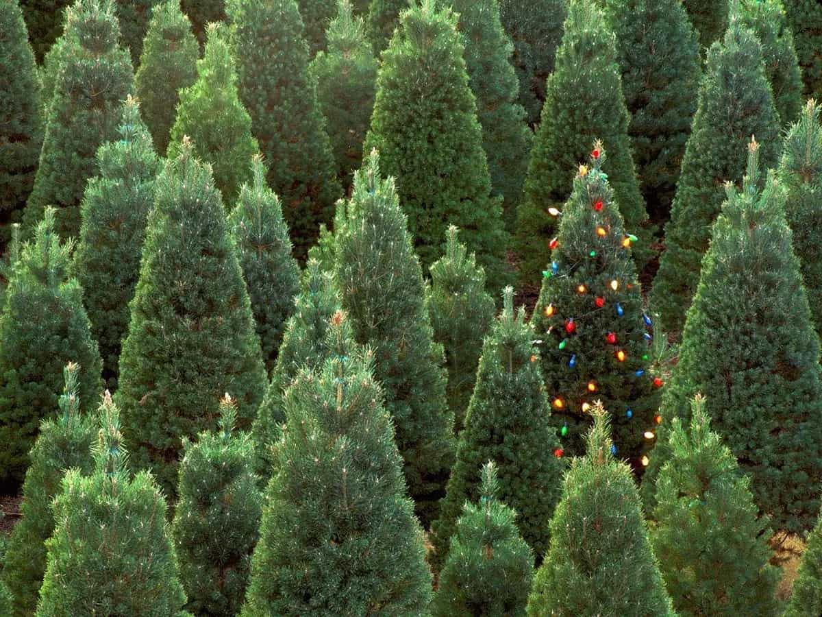 riciclare albero di Natale