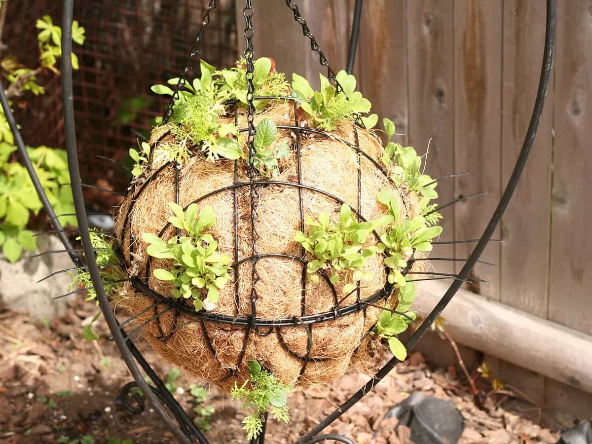 sfera di insalata