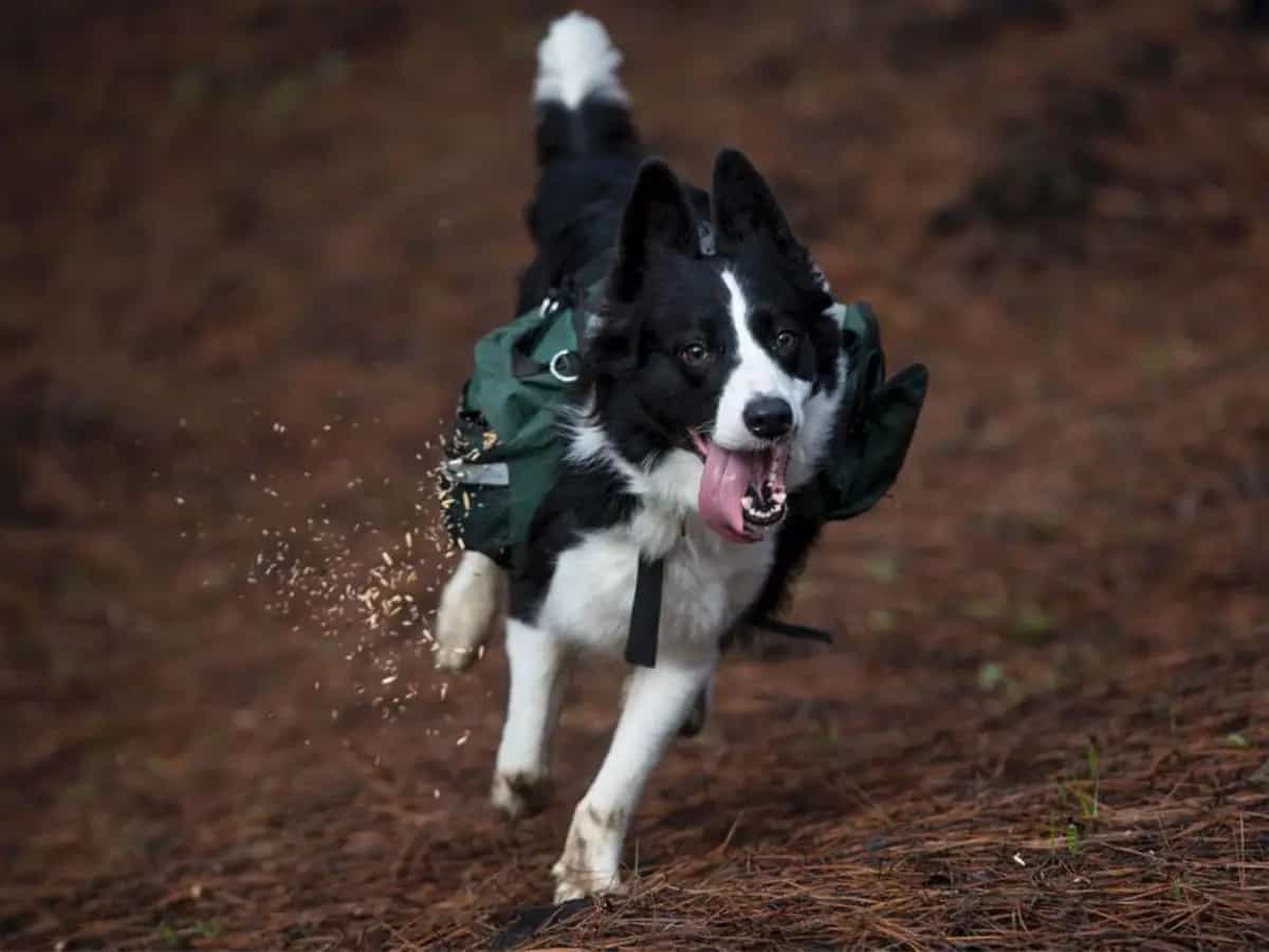 Cani per seminare una foresta