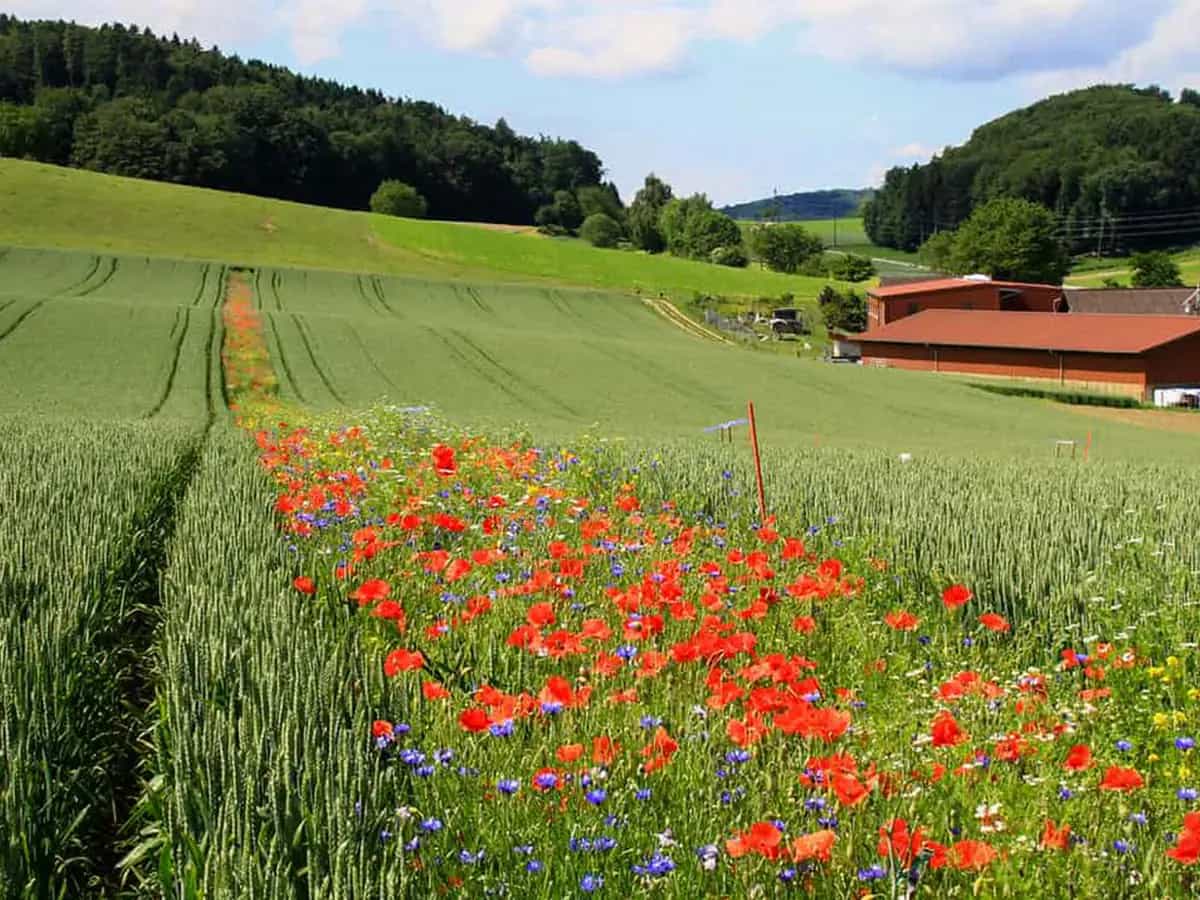 fiori selvatici per eliminare i pesticidi