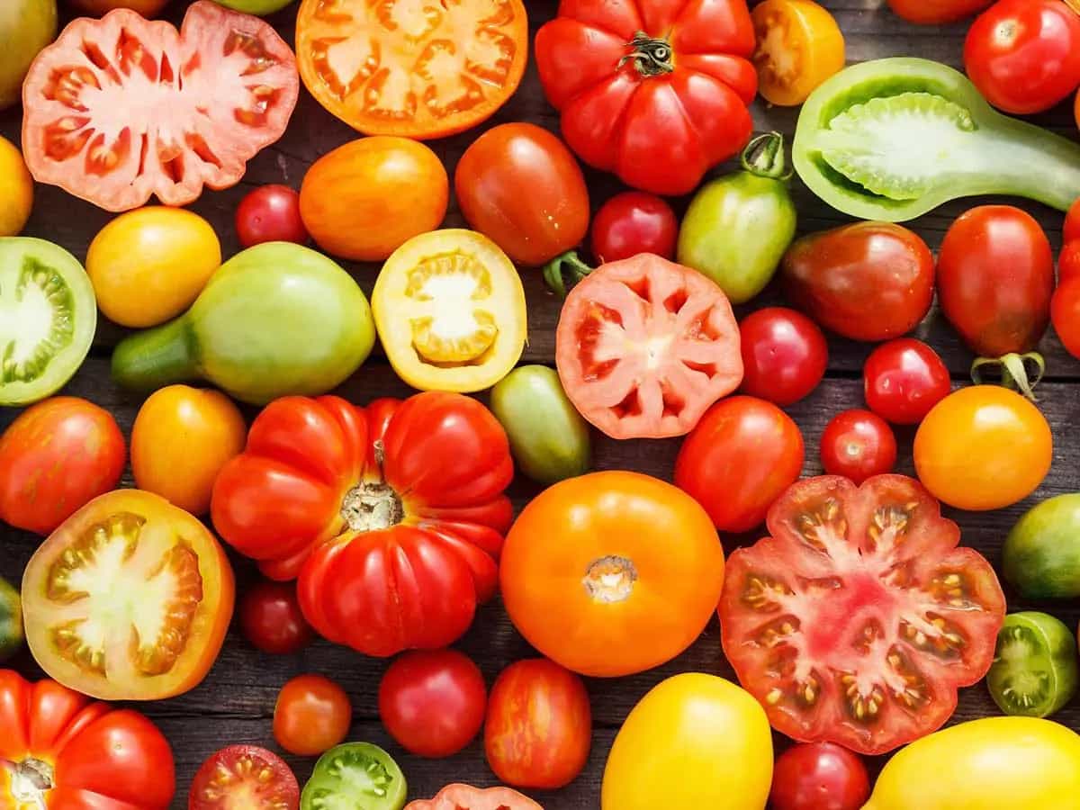 Pomodoro bronzeo dall Italia una miniera di antissodanti