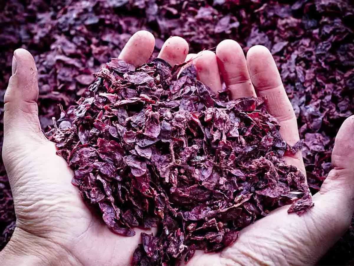Uva conservanti naturali cibo cosmetici vinacce