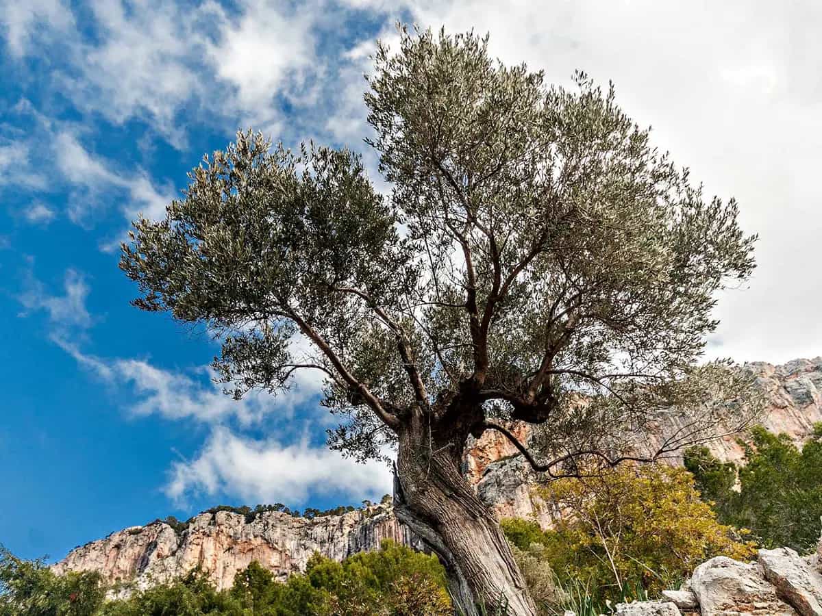 Cos e la Xylella