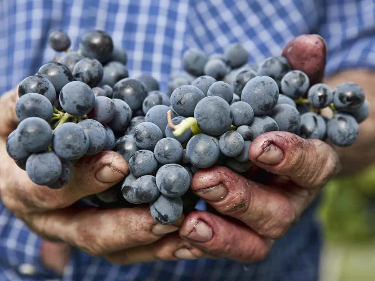 Cosa sono i vini triple A uva