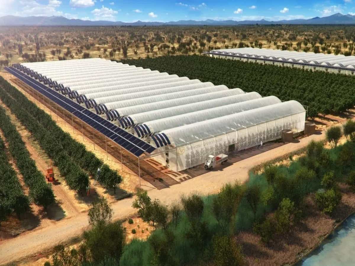 Serre ad acqua salata per coltivare nel deserto