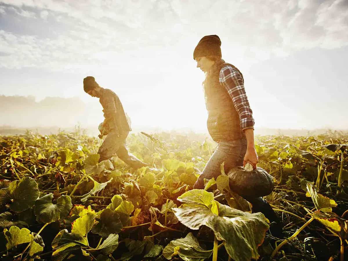 Il biologico sta cambiando l agricoltura tradizionale