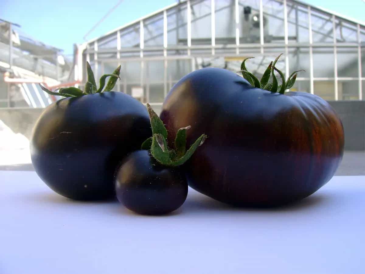 Pomodoro nero, scoperto il suo segreto
