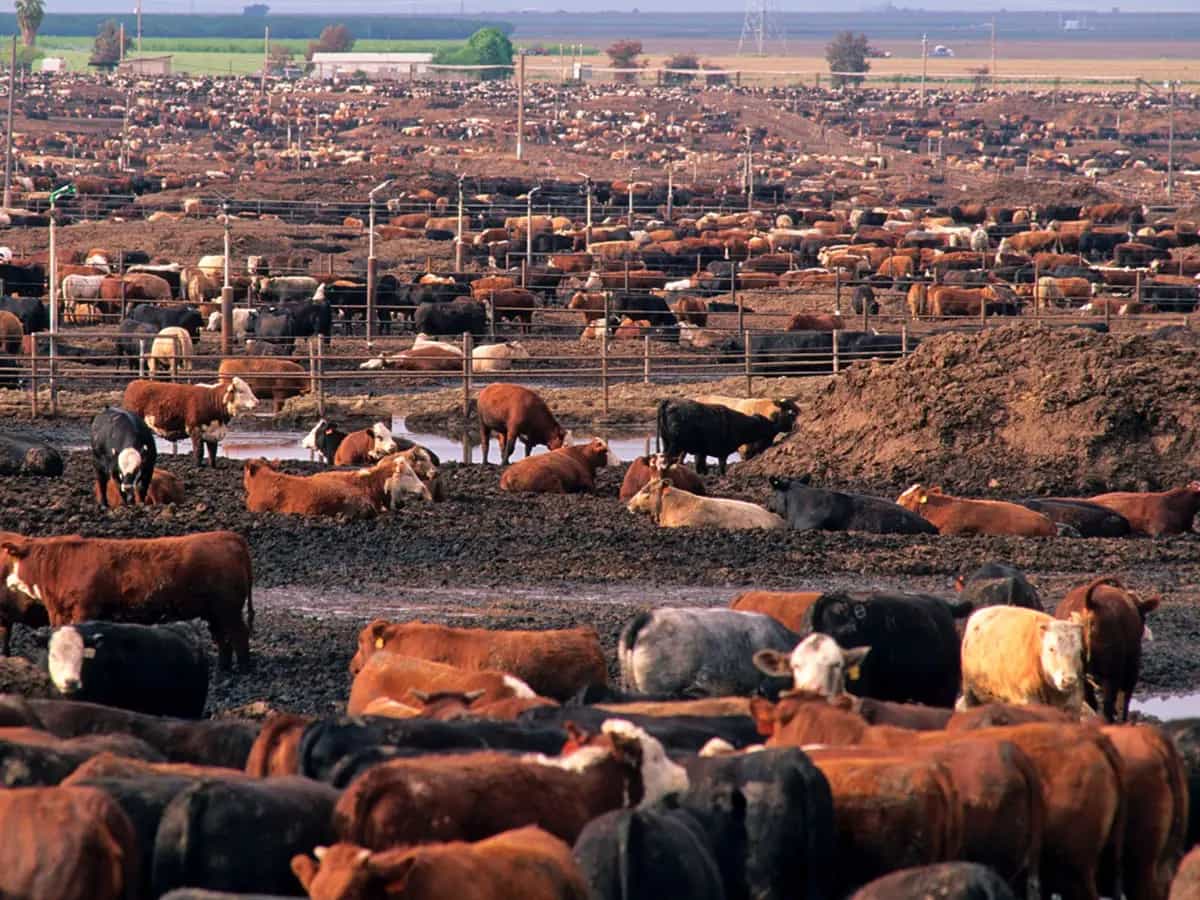 La scienza dice rinunciare a carne e formaggio per salvare il pianeta