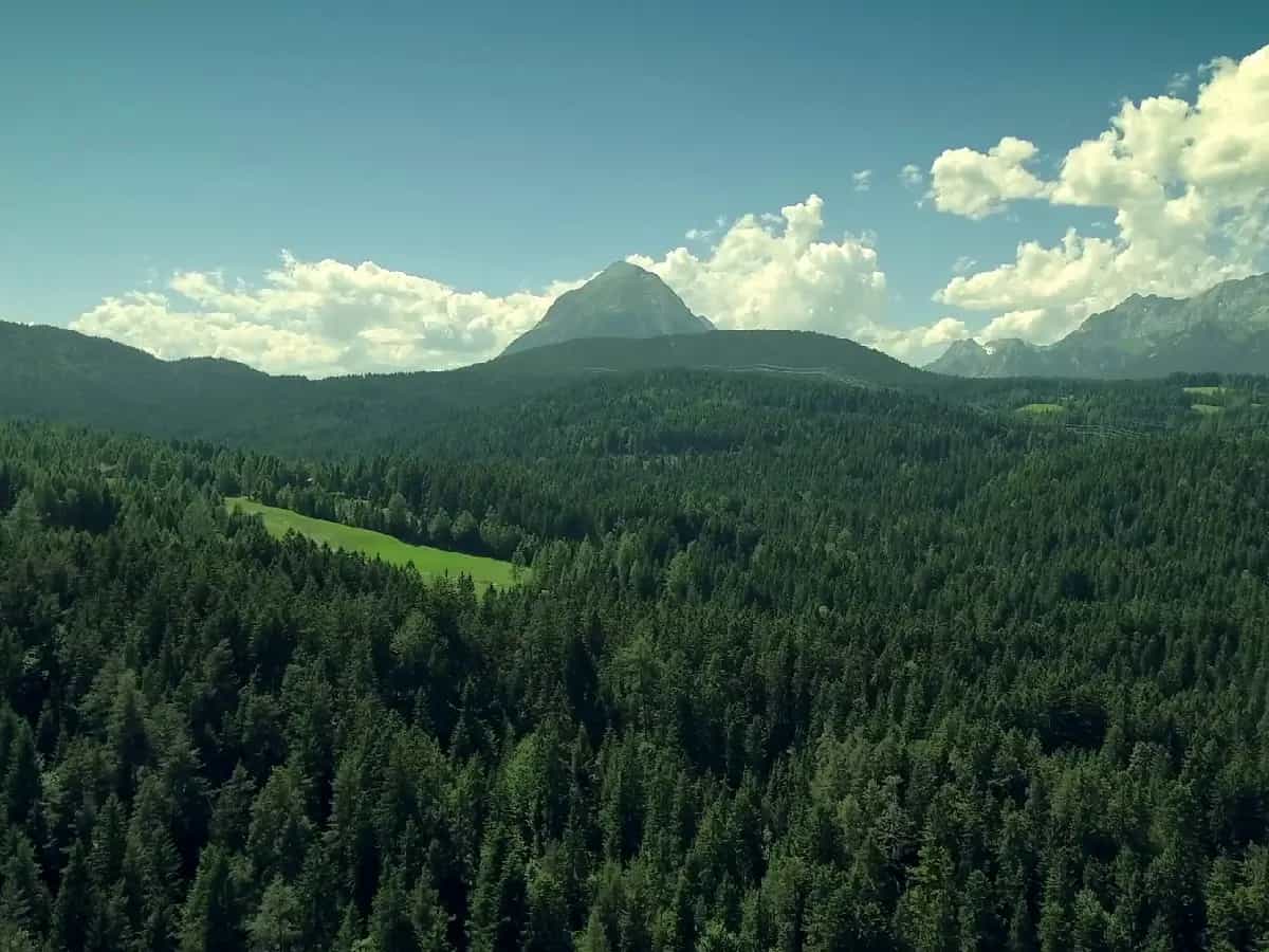 disboscamento Europa crescono boschi e foreste
