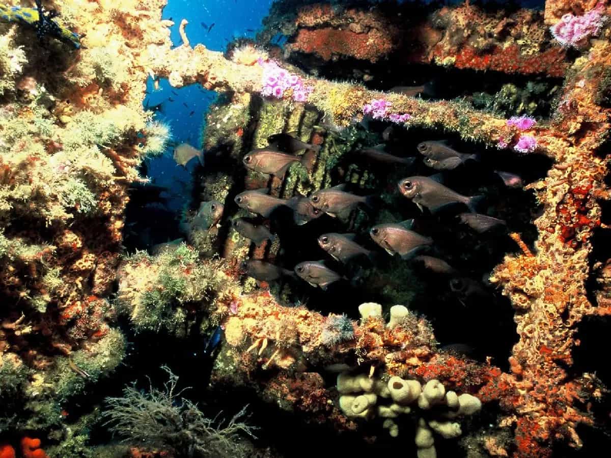 La piattaforma petrolifera diventa barriera artificiale
