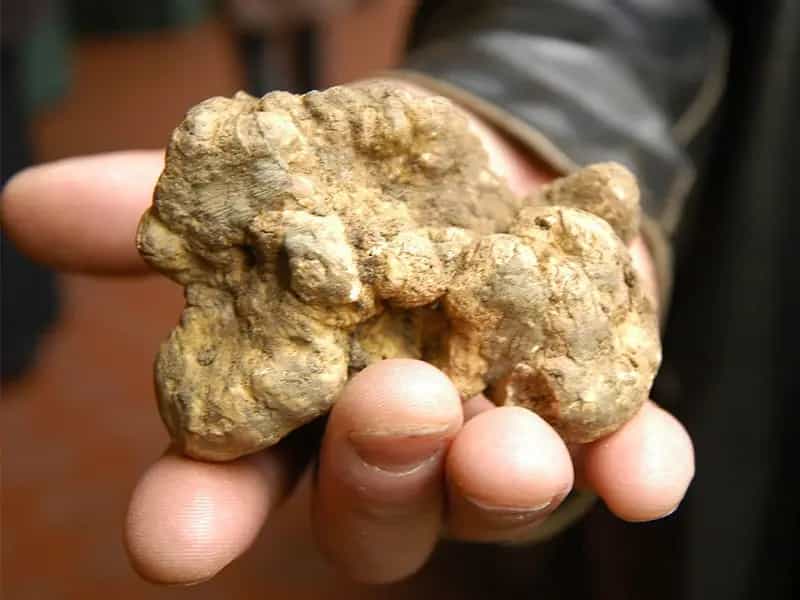 tartufo bianco alba