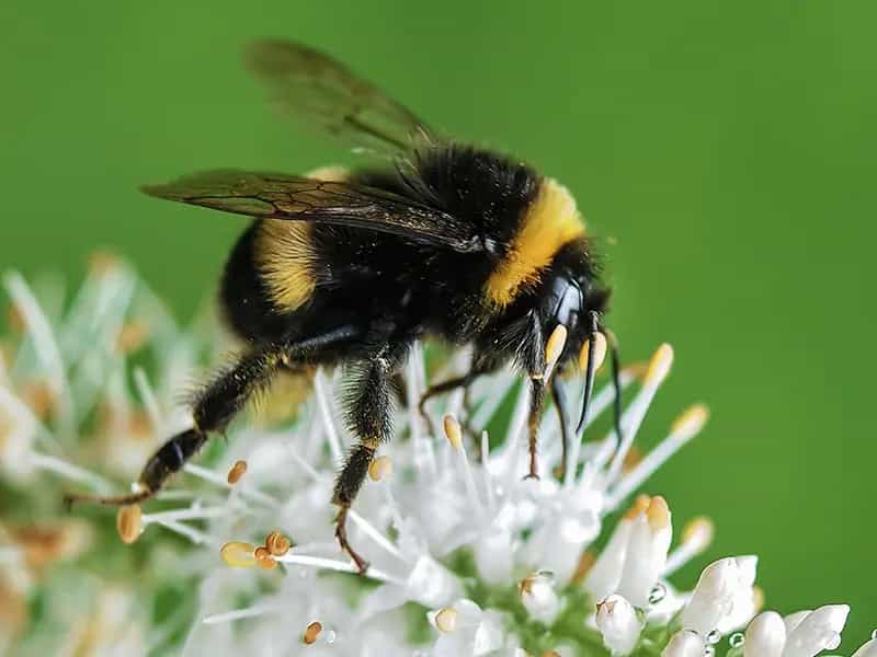 biologico aiuta impollinatori