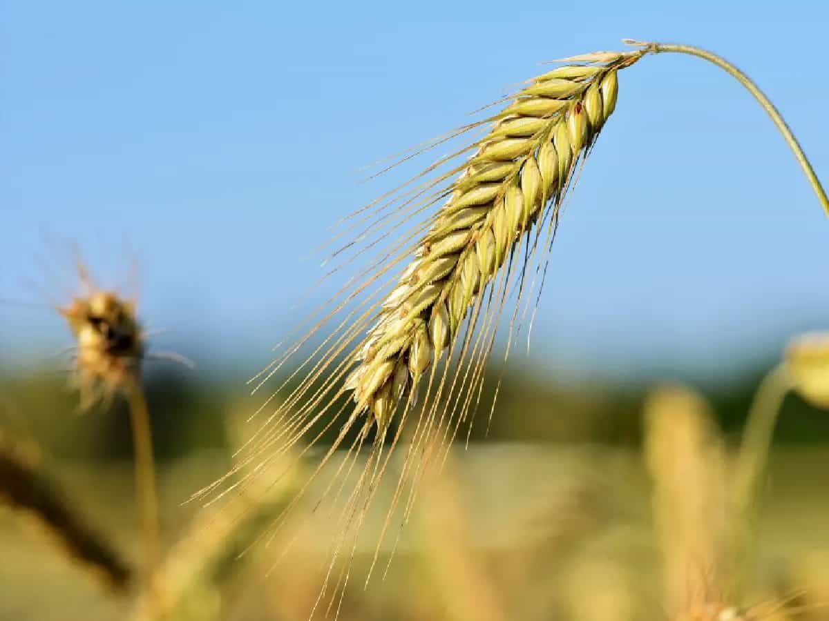 cambiamento climatico carenze nutrizionali