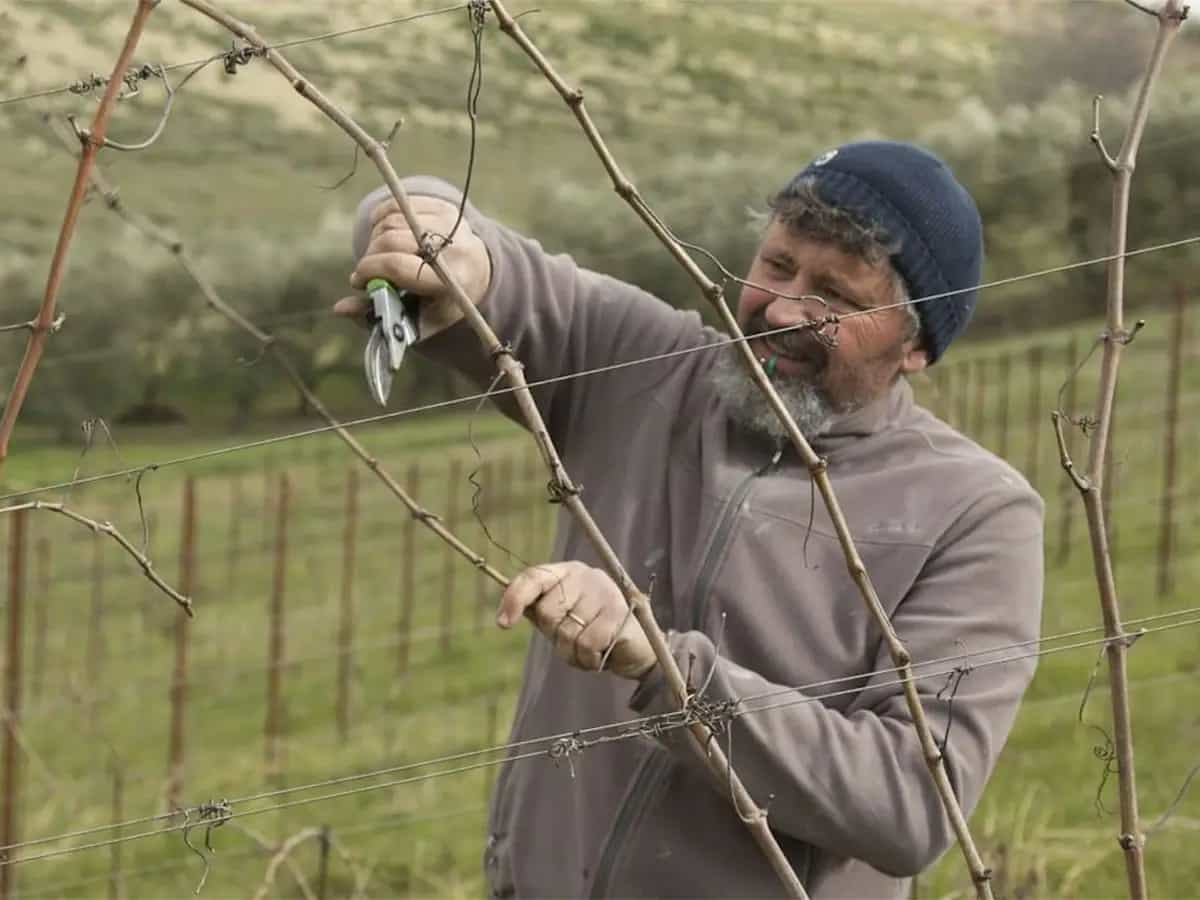 quercia scarlatta vino biologico eco bio cosmesi