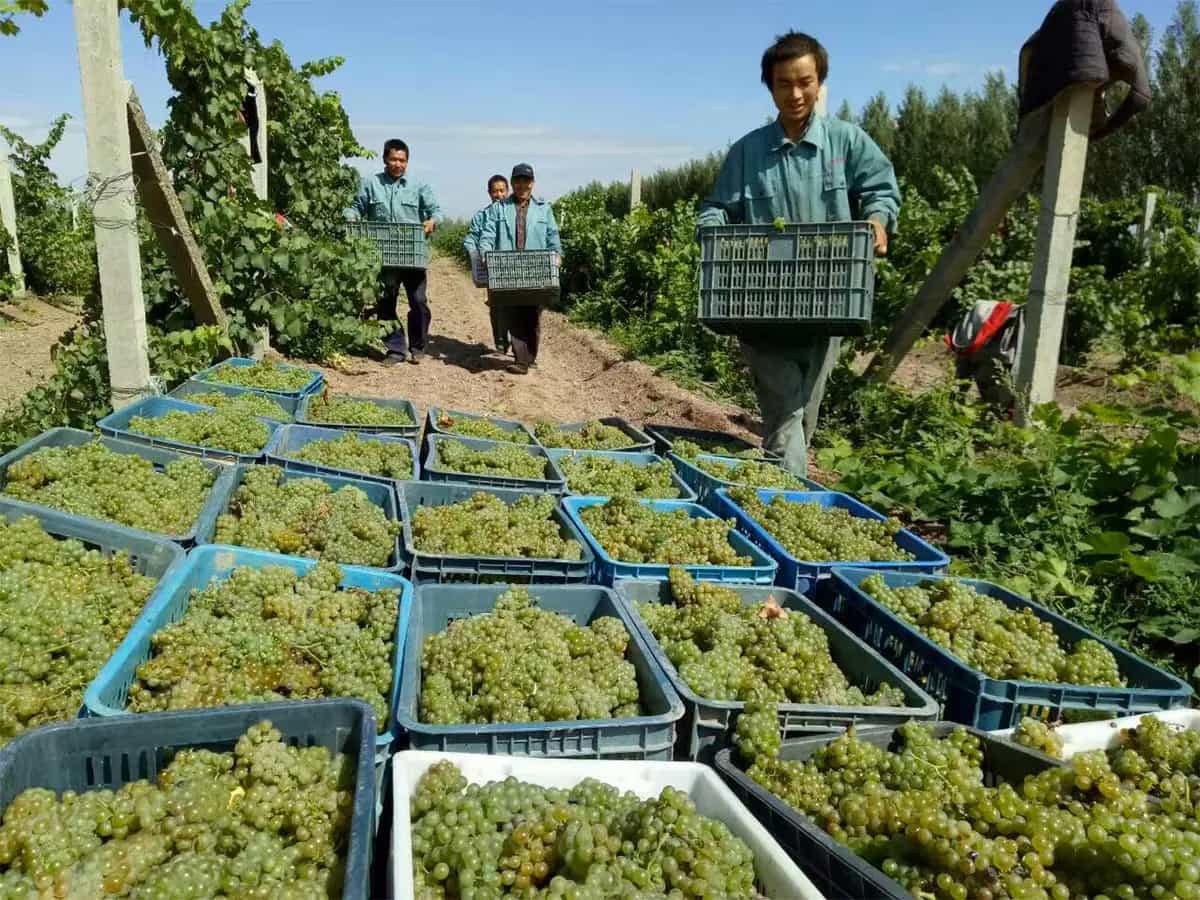 cina biologico produzione nazionale