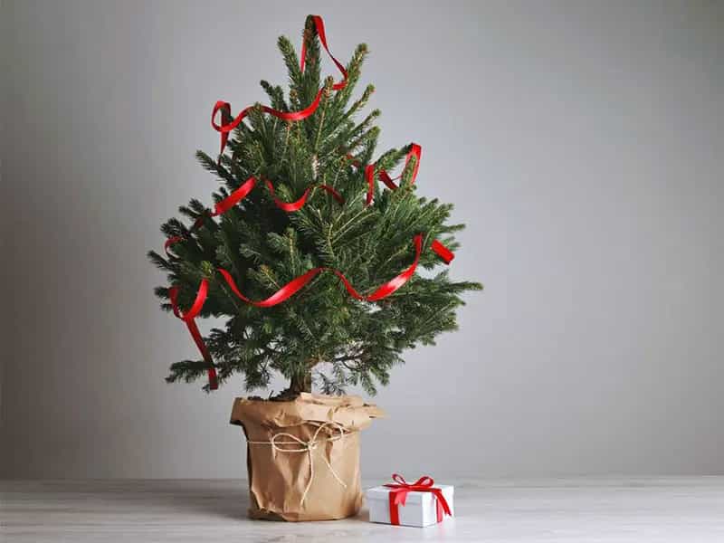 curare albero natale vaso