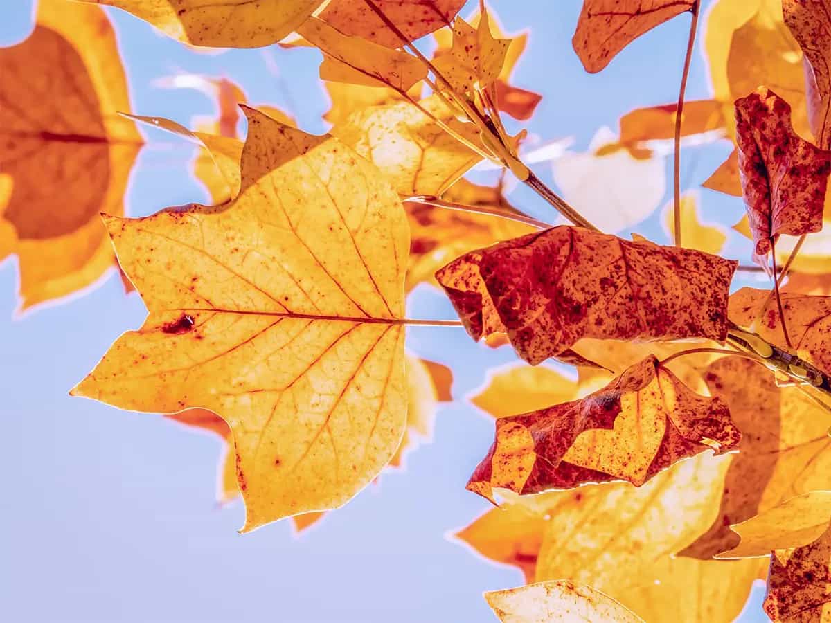 Foglie artificiali combattere effetto serra