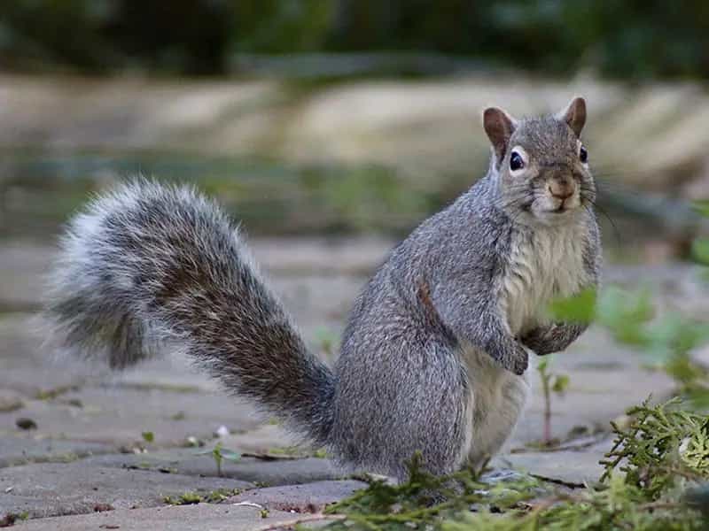 perche carne scoiattolo sostenibile