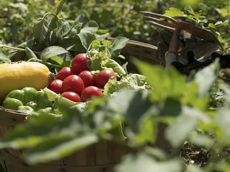 vantaggi orto biologico