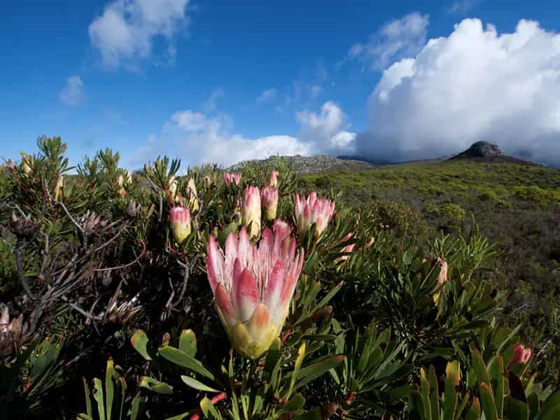 incedi paradiso floreale