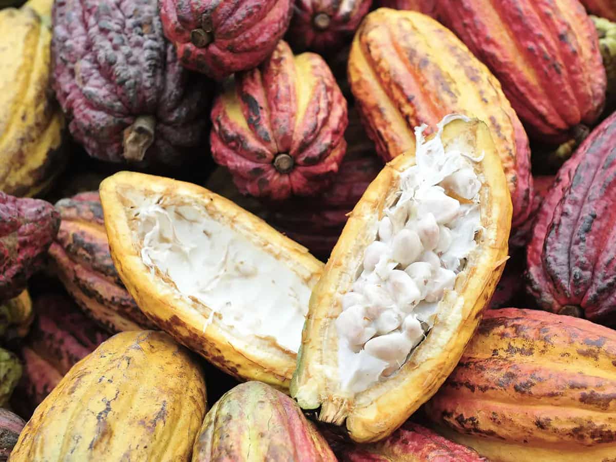 nostro cacao qualita