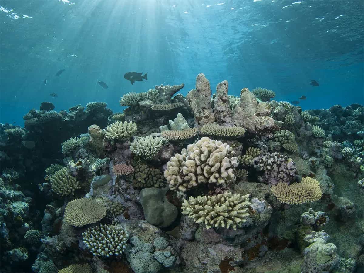 barriera corallina italia