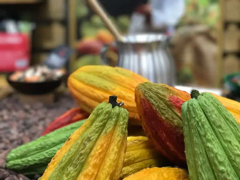 biocarburante futuro cacao