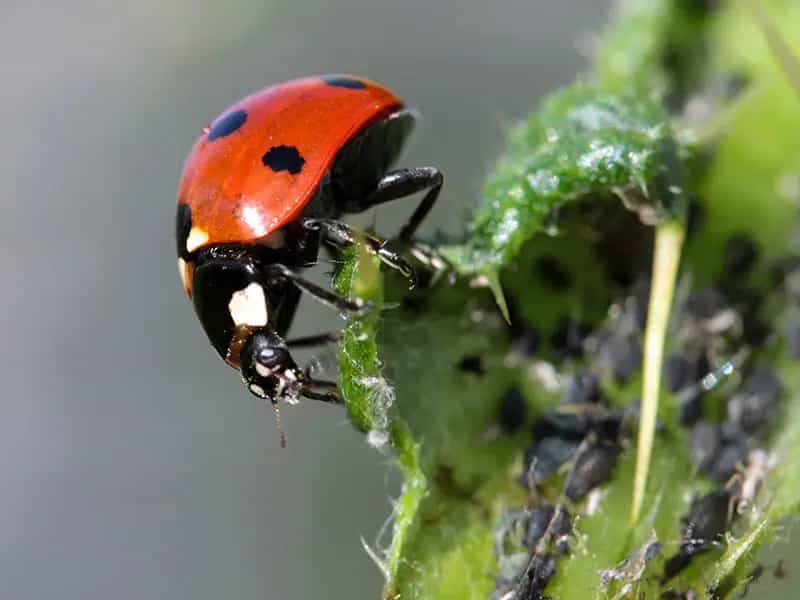 insetti amici pesticidi biologici