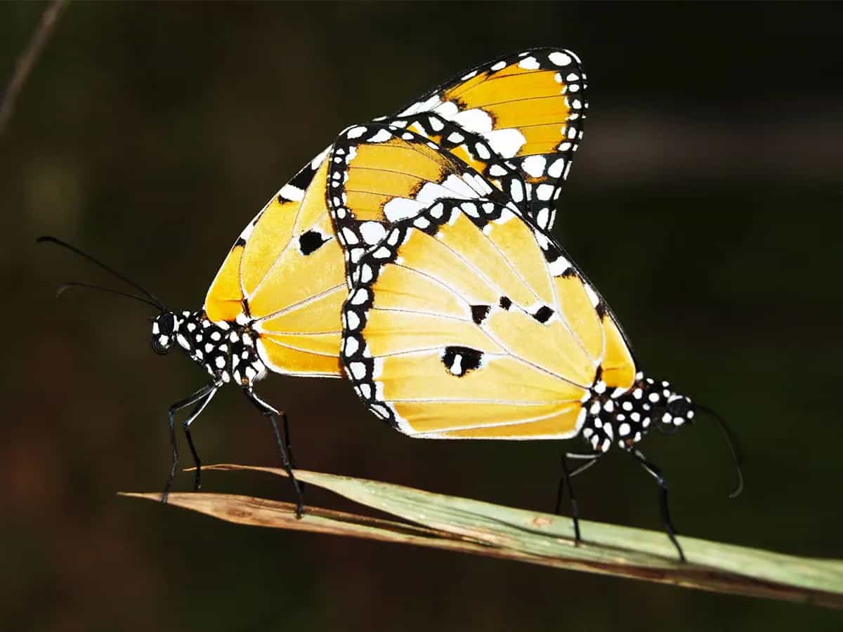 insetti farfalle Europa