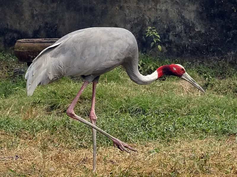biologico fauna selvatica