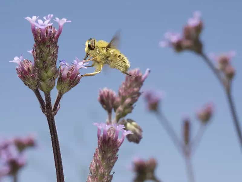giornata mondiale biodiversita