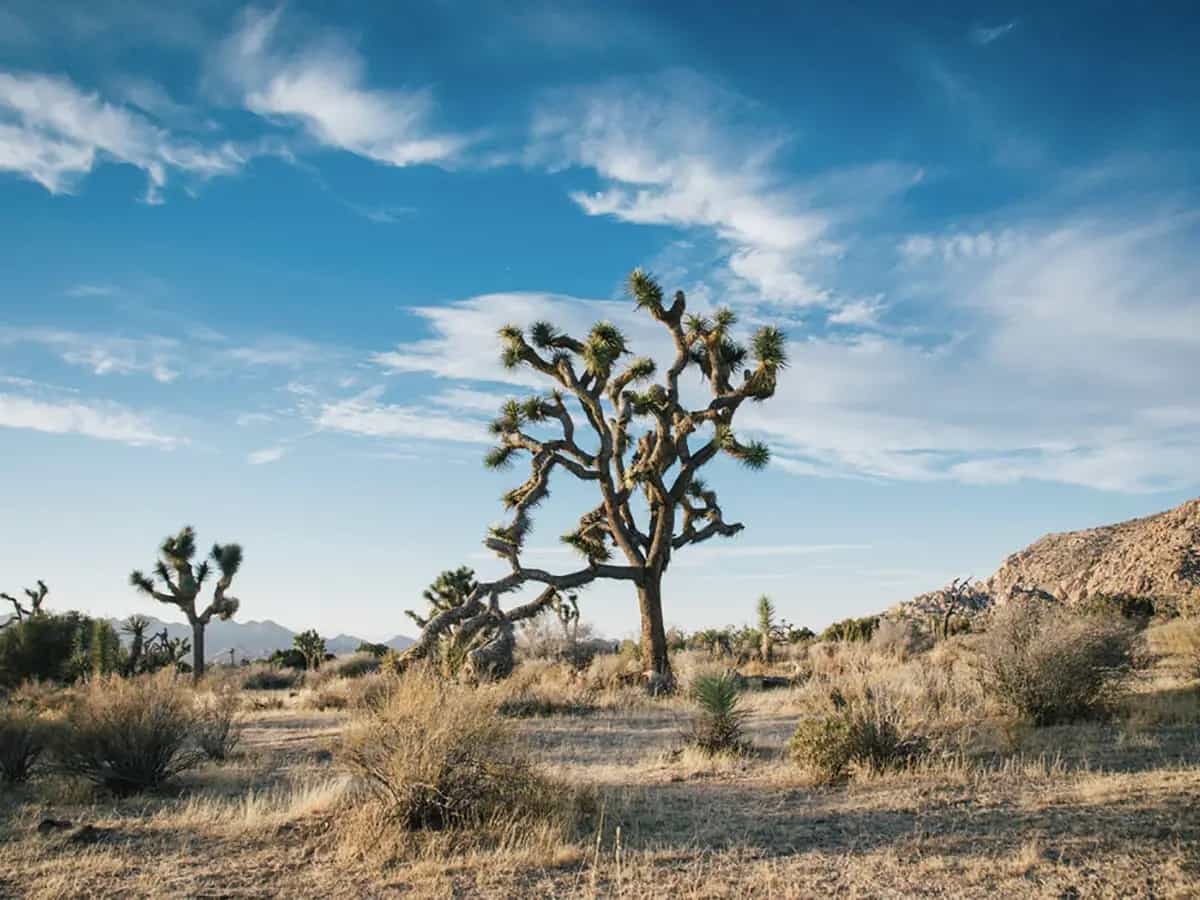 agricoltura biologica desertificazione