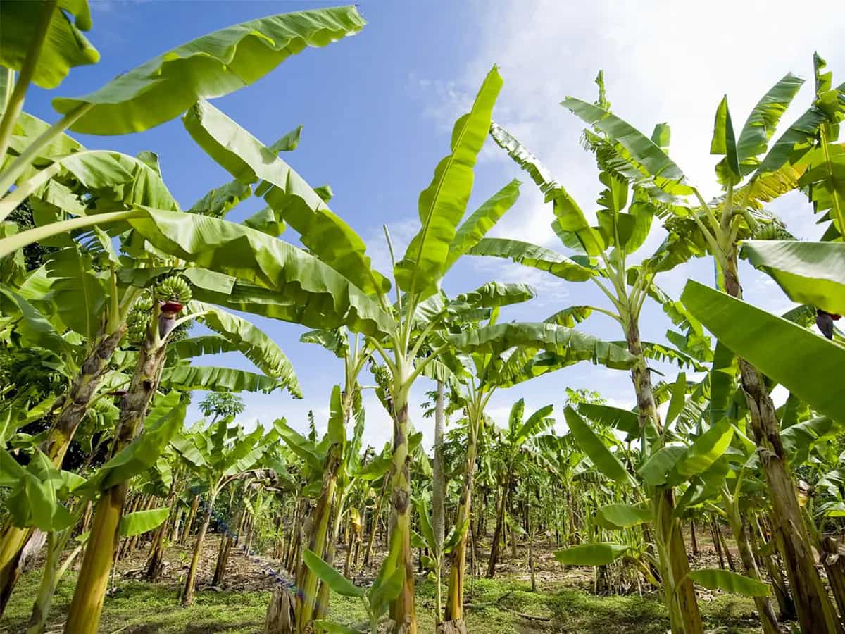 banane estinzione biologico ogm
