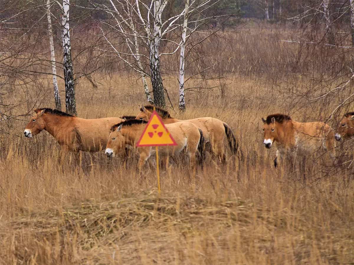 disastro chernobyl riserva naturale