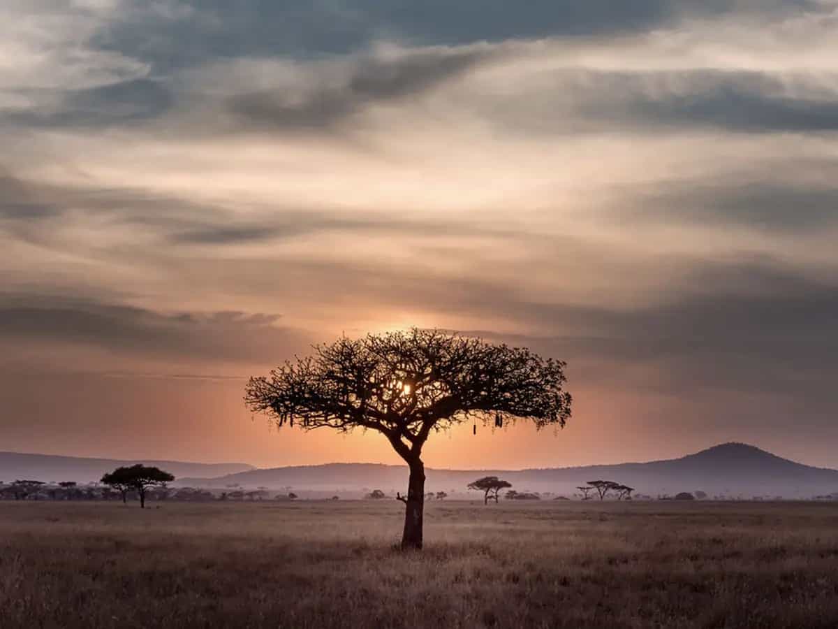 Il futuro del biologico in Africa