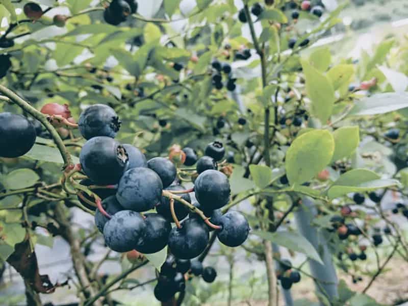 mirtilli biologici erbacce