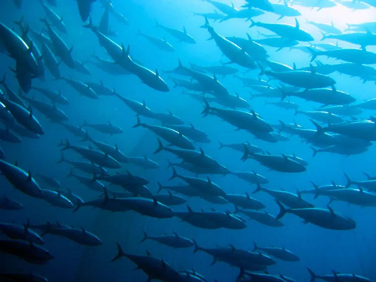 pesce findus sostenibile