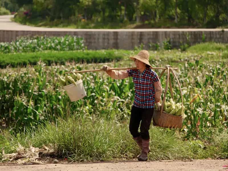 agricoltura biologica in cina