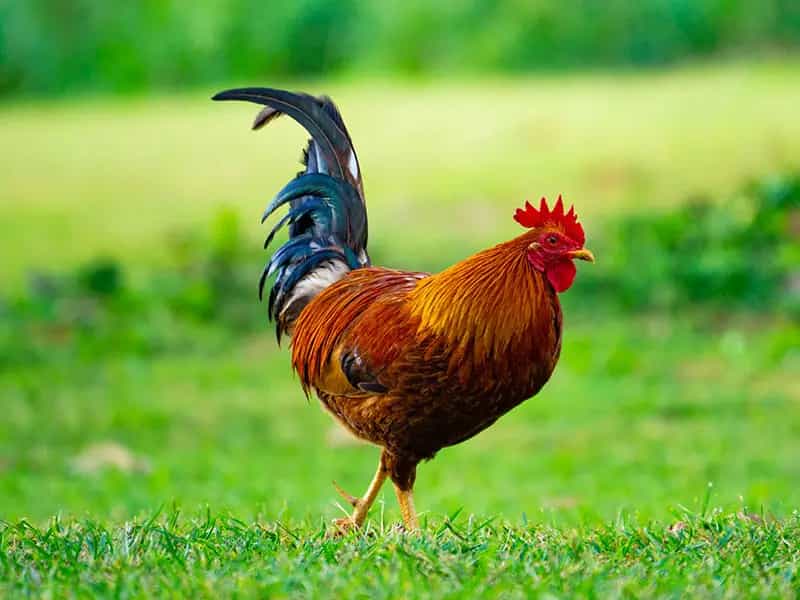 comprare biologico benessere animali