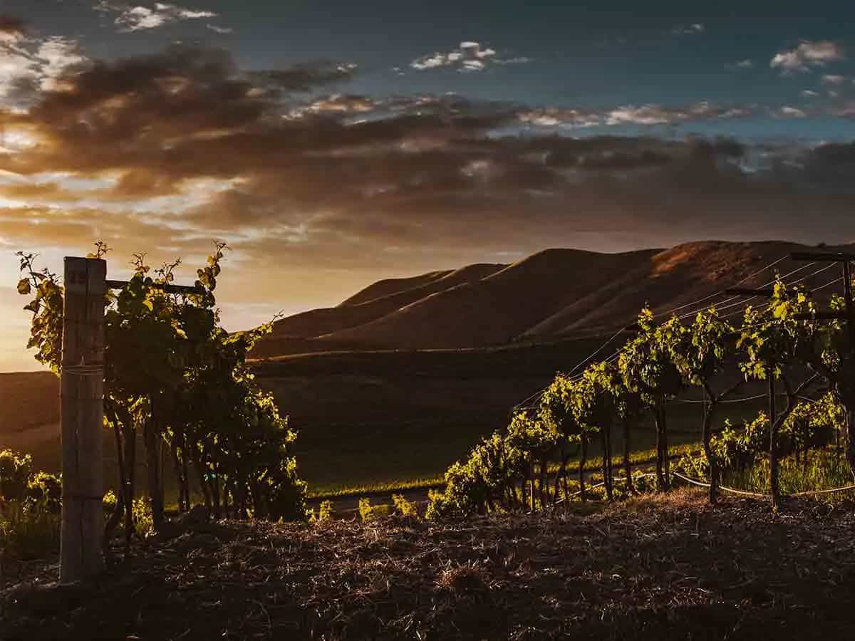 effetti vino ondata calore