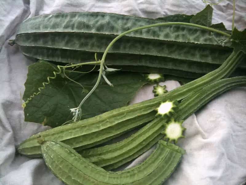 luffa spugna biologica