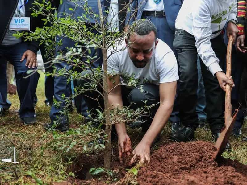 record alberi piantati