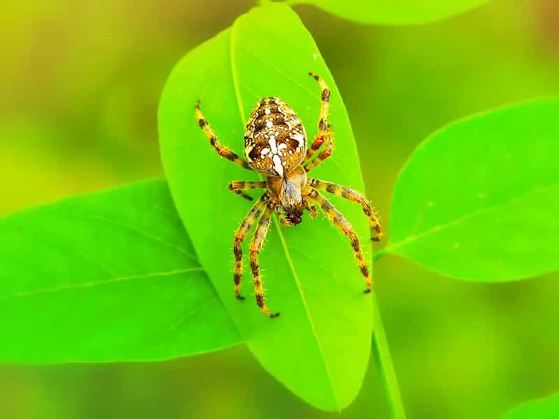 ruolo ragni agricoltura biologica