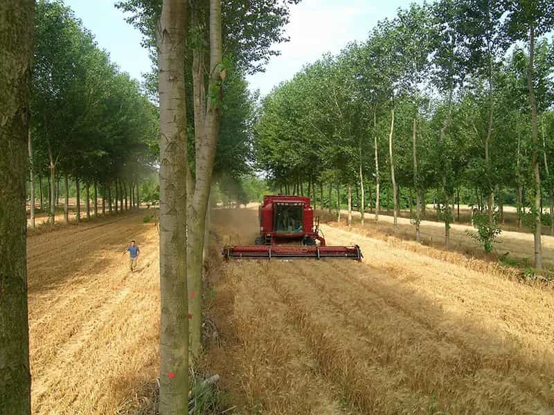 unione agricoltura foresta