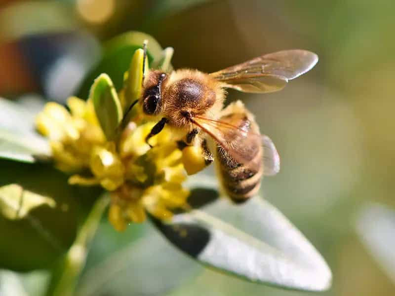 api alveari plastica riciclata