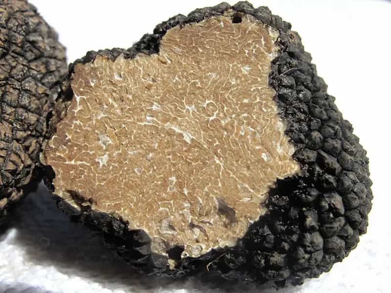 coltivare tartufo