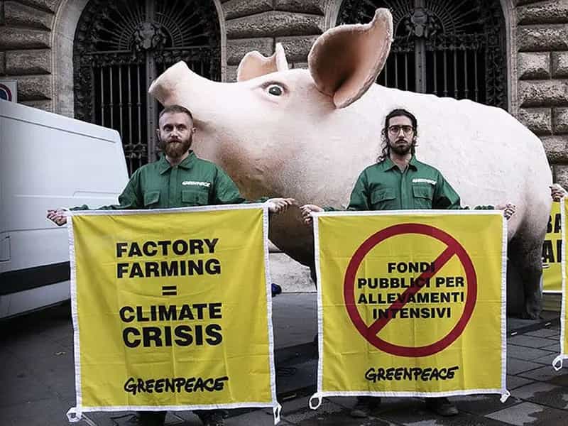 maiale gigante greenpeace