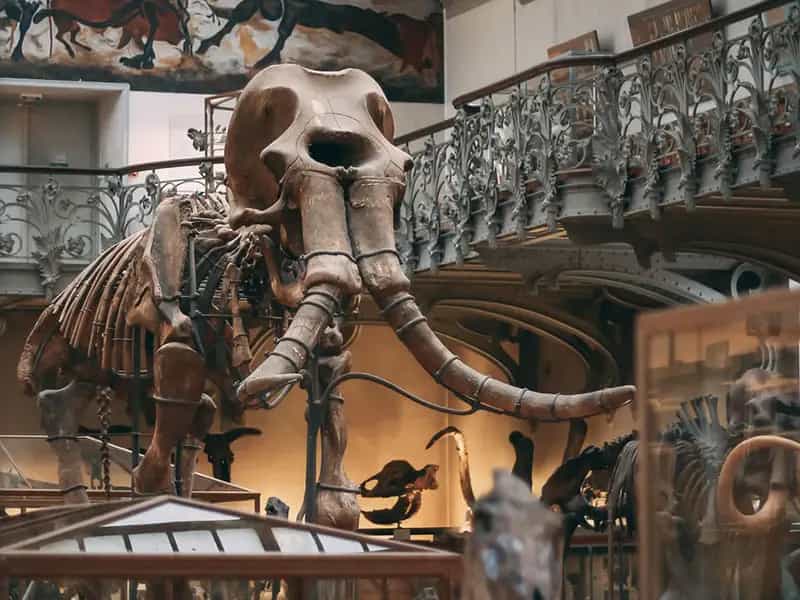 mammut pericolo