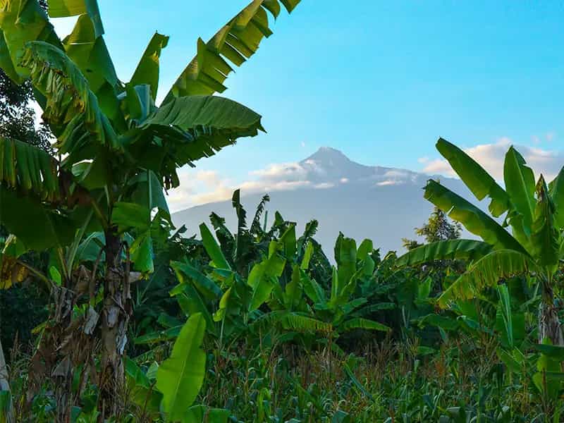 packaging foglie banano biologiche
