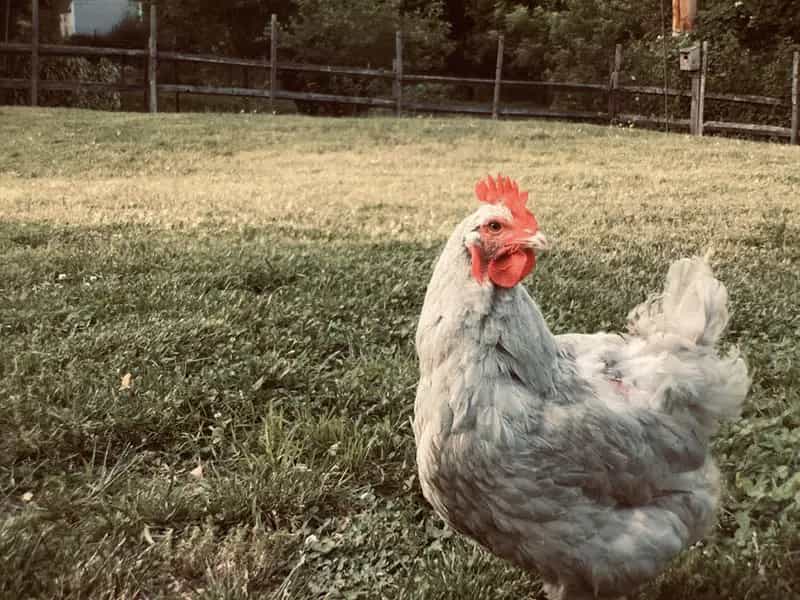 pollo biologico